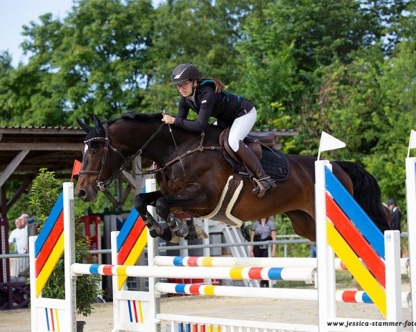 Zuchtstute Bonni 46 (Holsteiner, 2009, von Contender)
