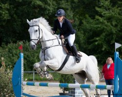 jumper Brigand des Biez (Belgian Warmblood, 2007, from Rexar du Houssoit)