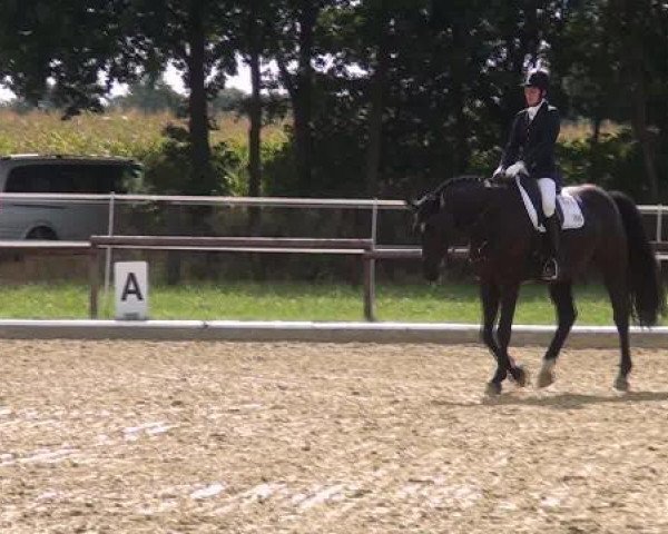 Dressurpferd Rybot (Westfale, 2007, von Rittmeister)