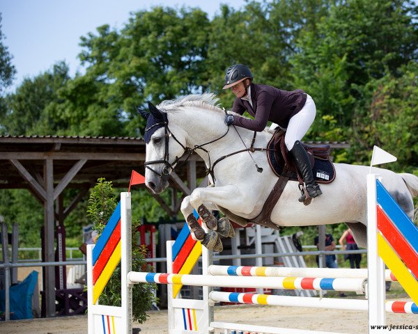 Springpferd Cristallo's Flying Dream M (Württemberger, 2013, von Cristallo II)