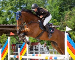 Springpferd Lennox 392 (Deutsches Sportpferd, 2010, von Lewinski)