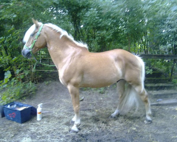 Pferd Starleader 2 (Haflinger, 2000)
