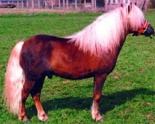 stallion Kadett (Shetland Pony, 1988, from Karsten A 129 DDR)