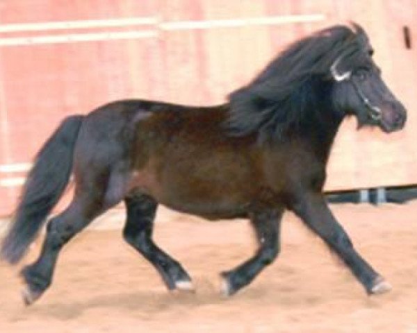 Stallion Isaak (Shetland Pony, 1991, from Ignaz) - DE 322-2200136-91