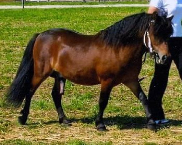 dressage horse Gino (Shetland Pony, 2004, from Gigolo)