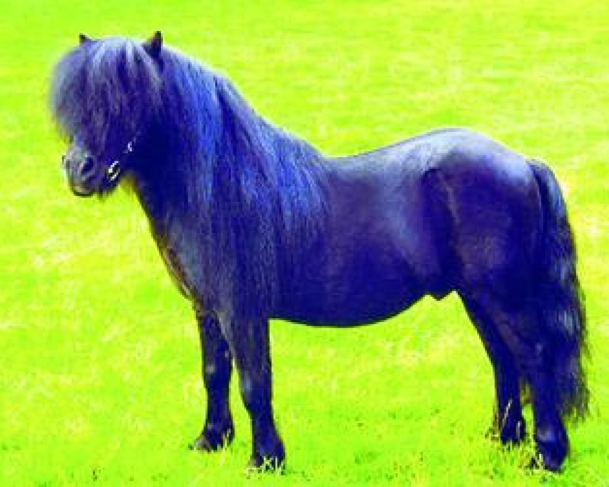 stallion Gianni (Shetland Pony, 1992, from Crisjan van de Gathe)
