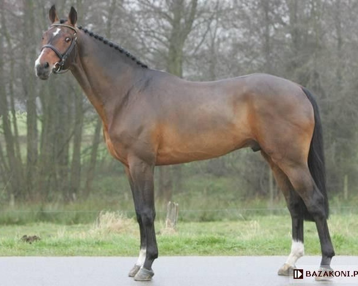 Deckhengst Pablo van Berkenbroeck (Westfale, 1991, von Pit I)