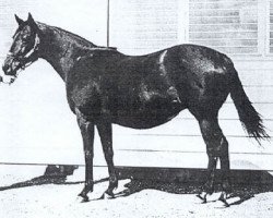 broodmare Key Bridge xx (Thoroughbred, 1959, from Princequillo xx)