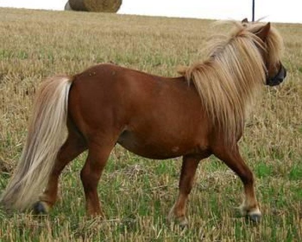 Étalon reproducteur Birchwood Pageboy (Poney Shetland (moins de 87 cm), 1996, de Birchwood Viscount)