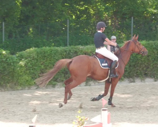 Reitturnier Böblingen 2022