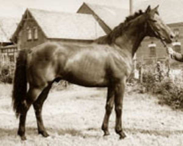 stallion Wildschütz xx (Thoroughbred, 1971, from Fahnenträger xx) stallion Wildschütz xx (Thoroughbred, 1971, from Fahnenträger xx)