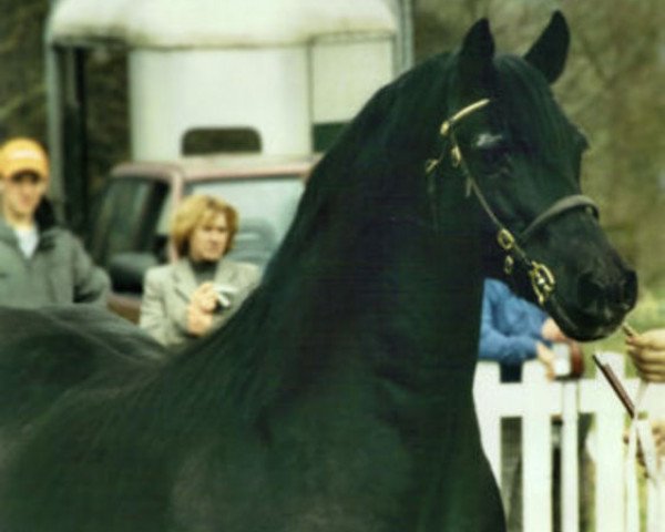 stallion Derwen Railway Express (Welsh-Cob (Sek. D), 1978, from Nebo Black Magic)