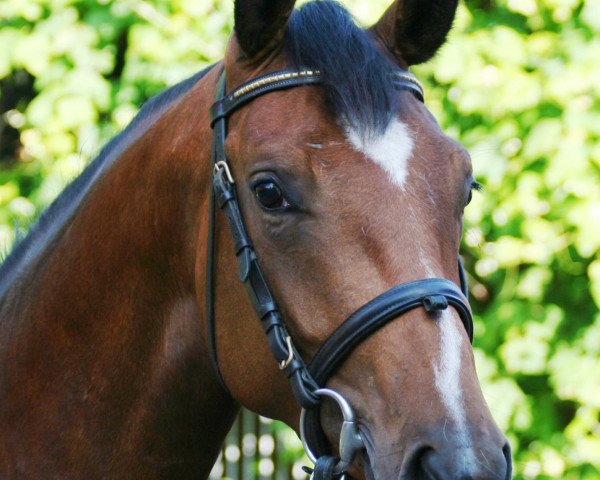 horse Paula (Westphalian, 2009, from Pacco II)