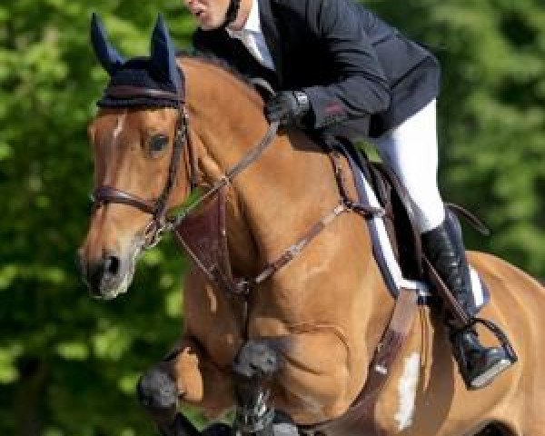 Cavallo Watch Me VD Mangelaar (KWPN (Warmblood olandese), 2003, di Heartbreaker) Cavallo Watch Me VD Mangelaar (KWPN (Warmblood olandese), 2003, di Heartbreaker)
