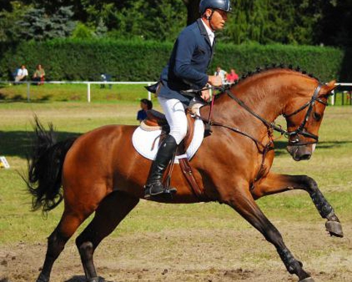 stallion First Fighter 152 FIN (Holsteiner, 2007, from For Pleasure)