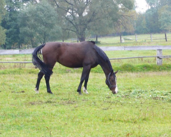 broodmare Cayenne S (Czech Warmblood, 2005, from Comero)
