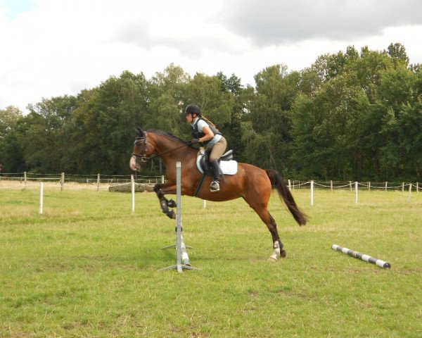 Dressurpferd La Leonessa (Westfale, 2005, von Laurentio)