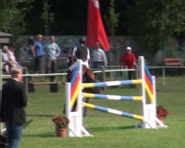 broodmare Baerbel (Haflinger, 1990, from Amber)