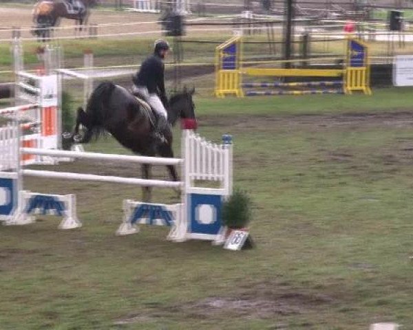 jumper Calippo 34 (Westphalian, 2005, from Converter I)