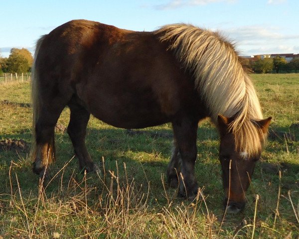 broodmare Mareike vom Purnitzgrund (Shetland Pony, 2005, from Bonito)