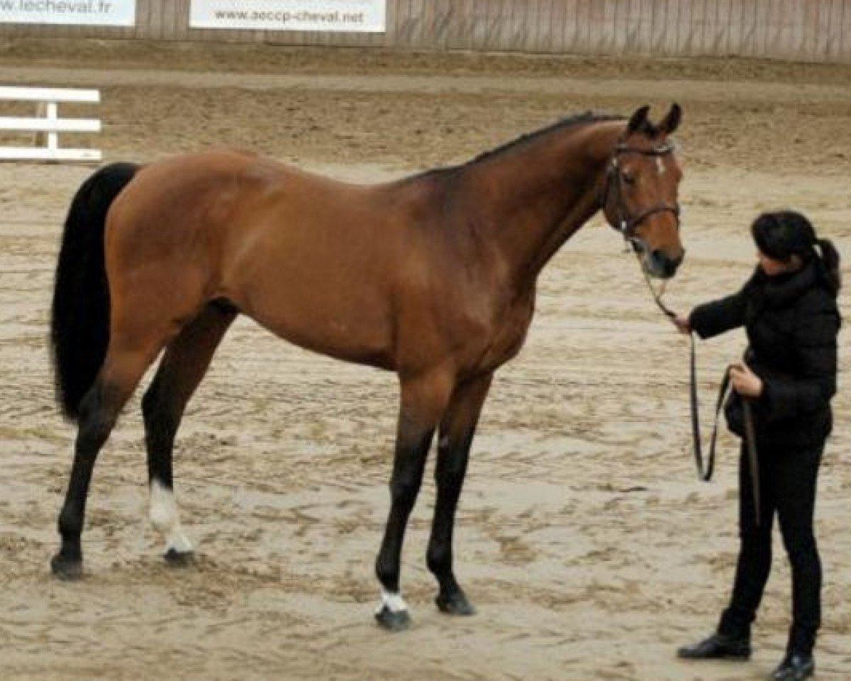 stallion Champs Elysees (Holsteiner, 2000, from Coriano)