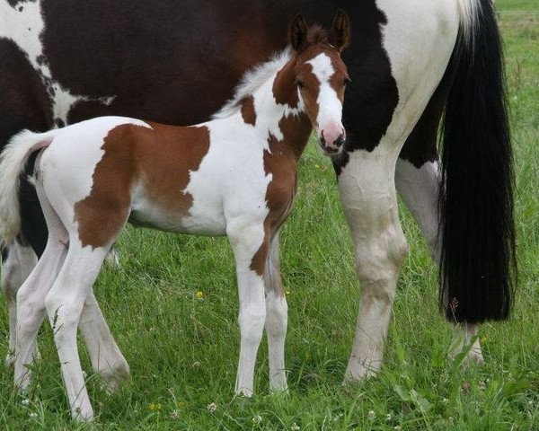 Pferd Corrigan Morinda Z (Zangersheide Reitpferd, 2012, von Champs Elysees)