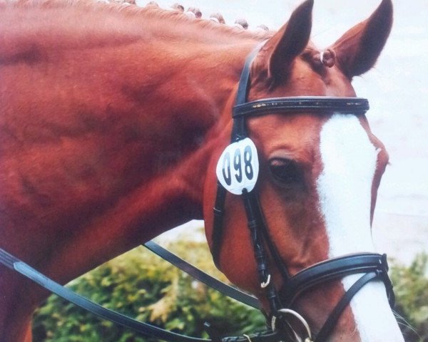 dressage horse Chloe 20 (Oldenburg, 2003, from Calido I)