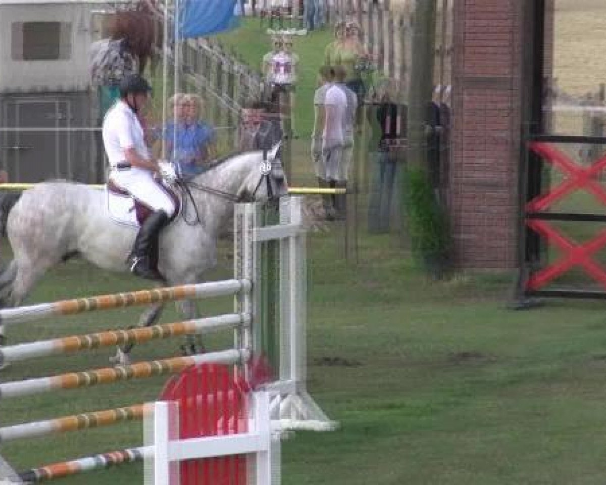 horse Connor Mac Leod 4 (Holsteiner, 2005, from Calato)
