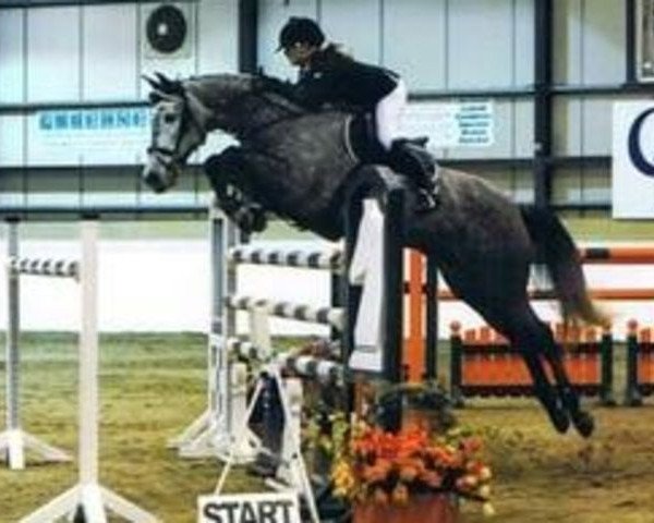 jumper Trevoulter Lady Utah (anglo european sporthorse, 2003, from Utah van Erpekom)