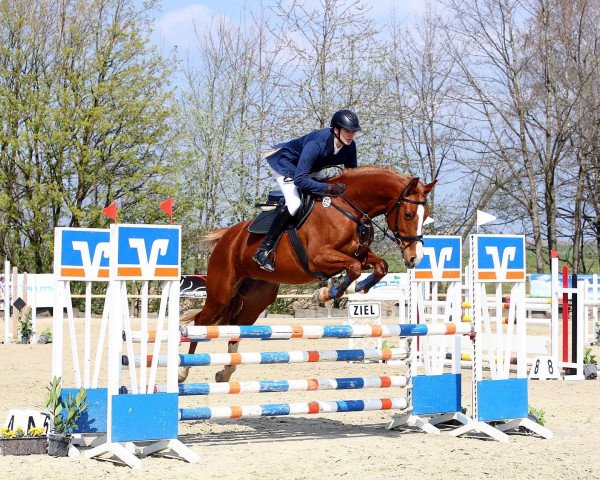 broodmare Calina 134 (Hanoverian, 2016, from Comte)