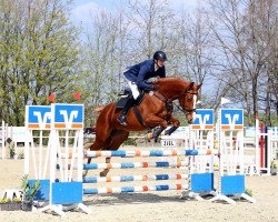 broodmare Calina 134 (Hanoverian, 2016, from Comte)