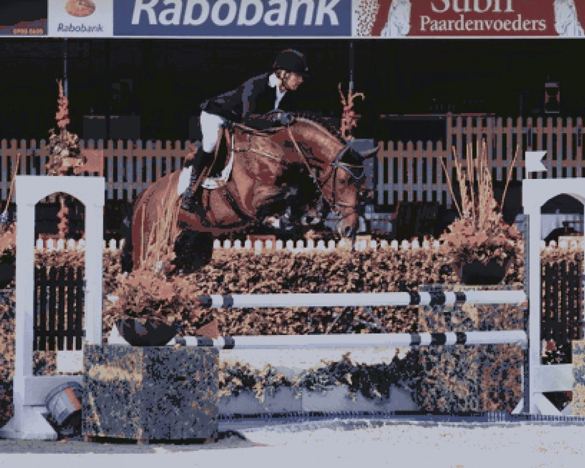 Deckhengst Cidane (KWPN (Niederländisches Warmblut), 2007, von Heartbreaker)