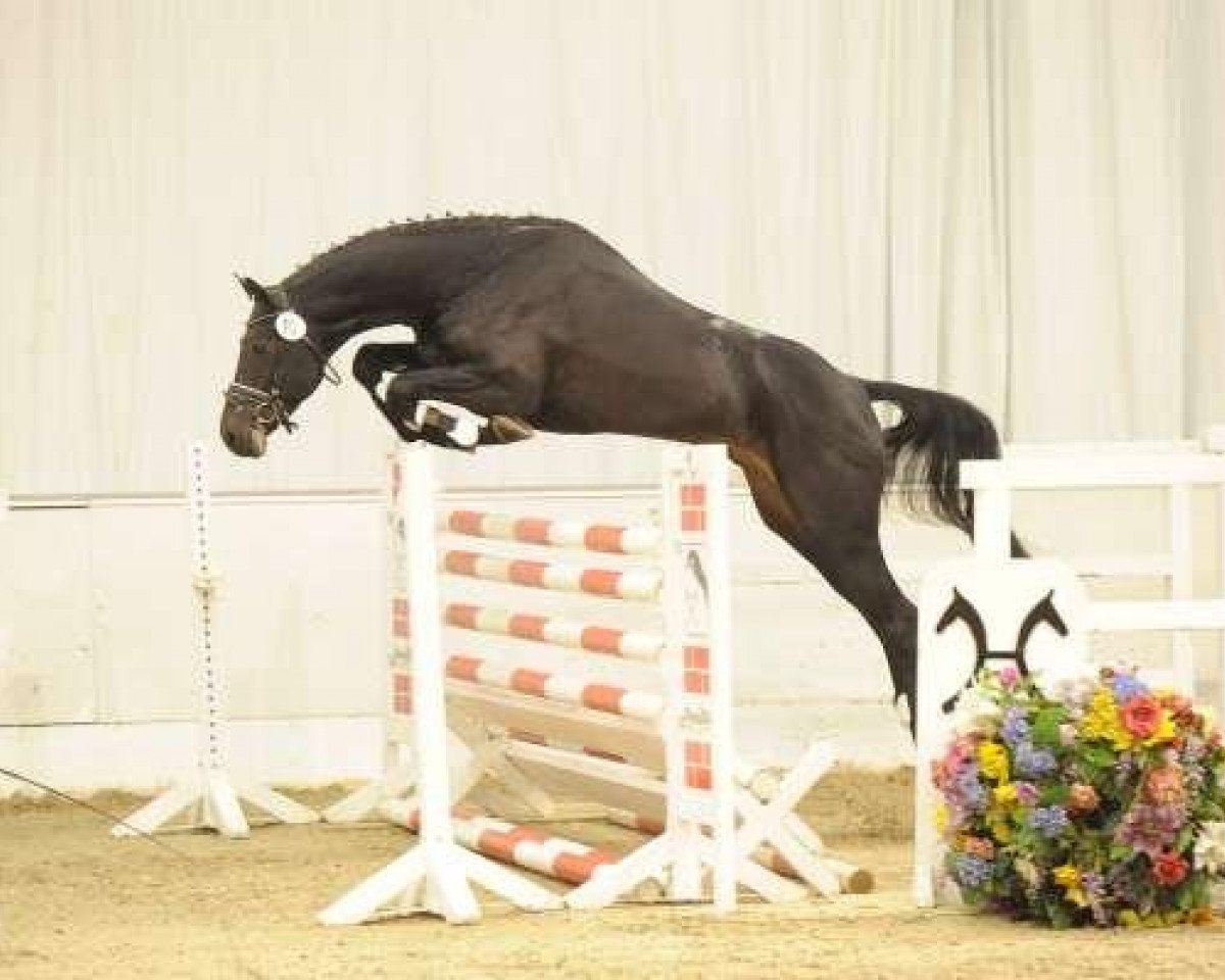 stallion Chacco Boy (KWPN (Royal Dutch Sporthorse), 2007, from Chacco-Blue)
