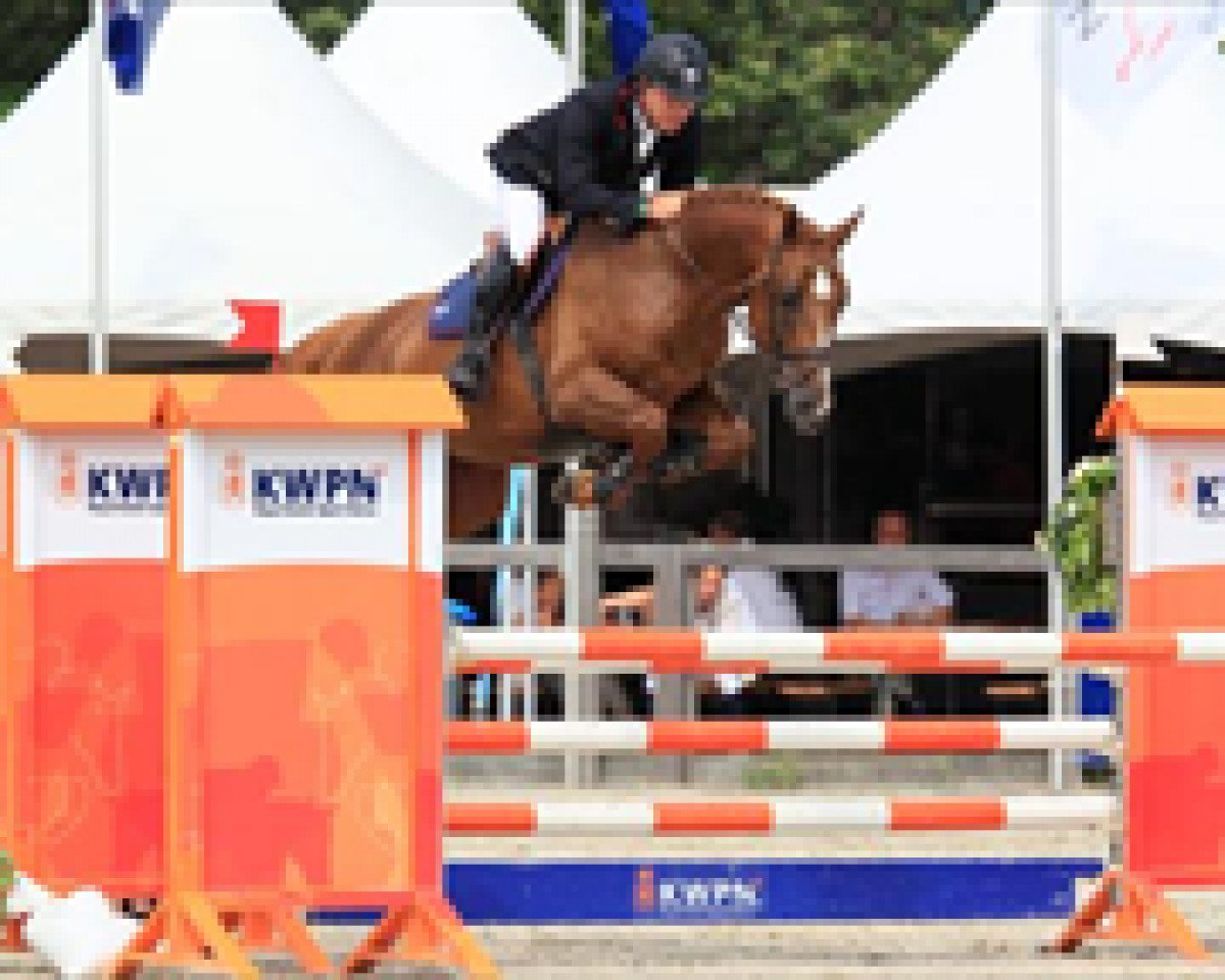 Deckhengst VDL Groep Spiritivo (KWPN (Niederländisches Warmblut), 2008, von Indoctro)