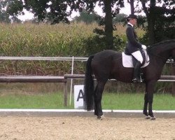 dressage horse Dirty Harry H.U. (Westphalian, 2007, from Dream On)