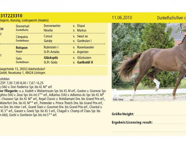 horse Don Rouge Royal (Hanoverian, 2010, from Don Frederico) horse Don Rouge Royal (Hanoverian, 2010, from Don Frederico)