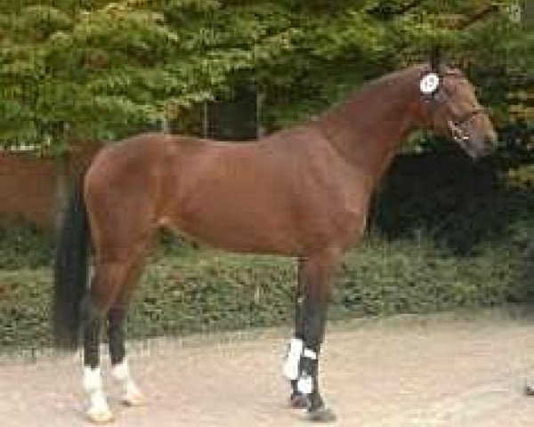 jumper Carib-Life (Oldenburg show jumper, 2010, from Carismo II 123 FIN)