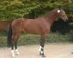 jumper Carib-Life (Oldenburg show jumper, 2010, from Carismo II 123 FIN)