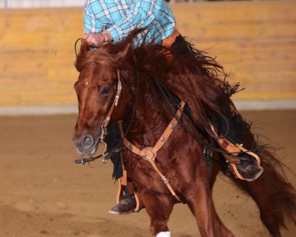 stallion Wild At The Bar (Quarter Horse, 2004, from Star At The Bar)