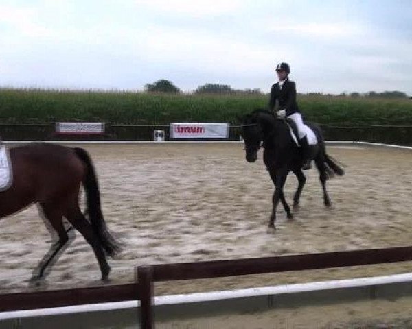 Caballo Sir Symon (Oldenburgués, 2007, de Samarant)