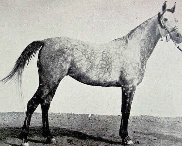 broodmare Bint Farida 1931 RAS (Arabian purebred, 1931, from Mansour 1921 RAS)
