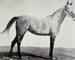 broodmare Bint Farida 1931 RAS (Arabian purebred, 1931, from Mansour 1921 RAS)