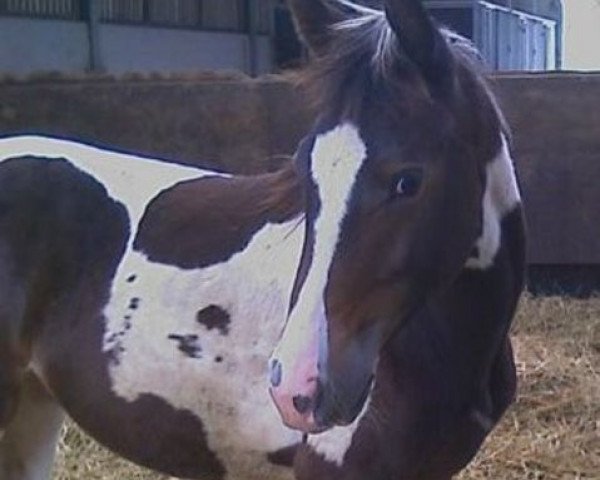 broodmare Demoiselle van Erpekom (KWPN (Royal Dutch Sporthorse), 2008, from Zorro van Erpekom)