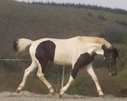horse Domino (Belgian Warmblood, 2008, from Zorro van Erpekom)