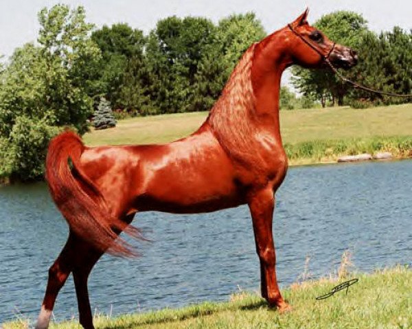 stallion Magnum Psyche ox (Arabian purebred, 1995, from Padrons Psyche 1988 ox)
