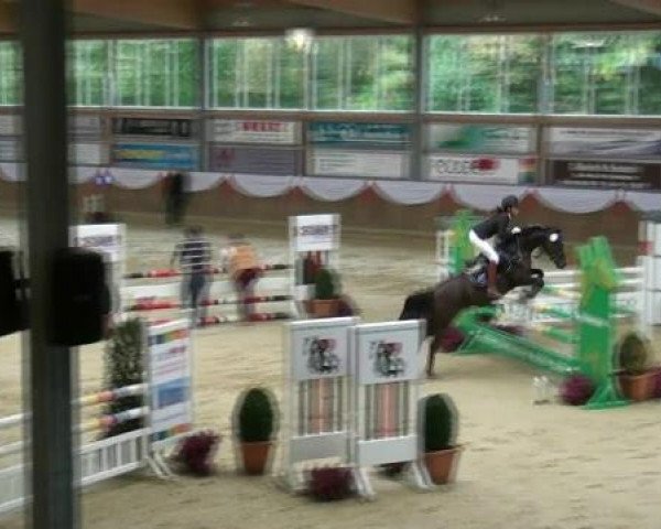 jumper O'Fields Rocking Jorinka (Nederlands Welsh Ridepony, 2006, from Orchard Boginov)