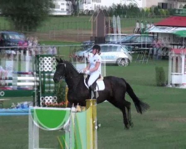 broodmare Whitney (Hanoverian, 2002, from Waterford)