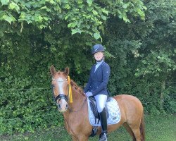 dressage horse Rickhof's Django (German Riding Pony, 2013, from FS Don't Worry)
