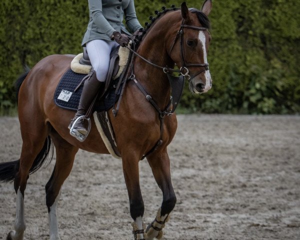 Pferd Dinki Diamond (Holsteiner, 2016, von Dinken)