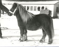 stallion Mieschel van de Valendries (Shetland Pony, 1976, from Gelrus v. Druten)
